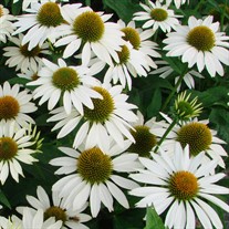Echinacea 'Feeling White' Coneflower