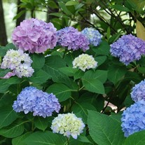 'Penny Mac' Hydrangea