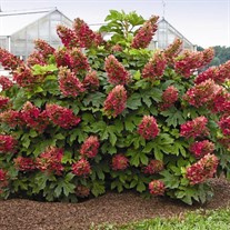 'Ruby Slipppers' Oakleaf Hydrangea