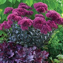 Sedum ‘Thunderhead’