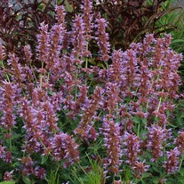 Agastache ‘Kudos Silver Blue’