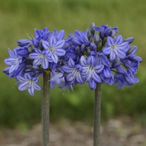 Agapanthus 'Galaxy Blue' Galaxy Collection