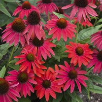 Echinacea LAKOTA™ Fire LAKOTA™ Series