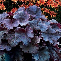 Heuchera NORTHERN EXPOSURE™ Black