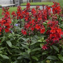 'Starship Scarlet' STARSHIP™ Series Lobelia