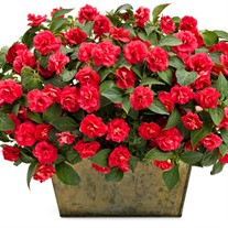 Rockapulco® Red Double Impatiens