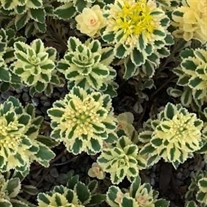 Sedum t. ATLANTIS
