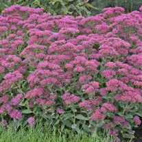 Sedum 'Carl'
