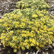Sedum 'Boogie Woogie' PPAF CPBRAF ROCK 'N GROW® Collection
