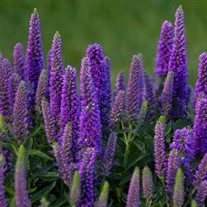 Veronica 'Purple Illusion' MAGIC SHOW Collection