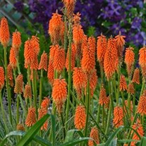 Red Hot Poker Alcazar