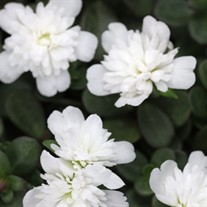 Portulaca ColorBlast Double Coconut