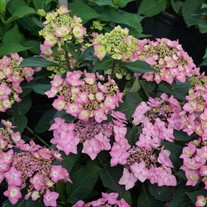 Let's Dance Cancan™ Reblooming hydrangea -- Hydrangea serrata