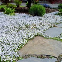 'Blue Star Creeper' Isotoma