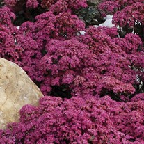 SunSparkler Dazzleberry Stonecrop
