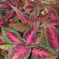 'Mainstreet Ruby Road' Coleus