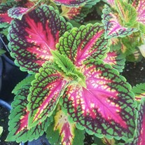 Coleus 'Mainstreet La Ramba
