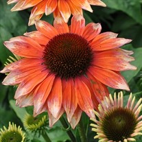'Flamingo' Fine Feathered Coneflower