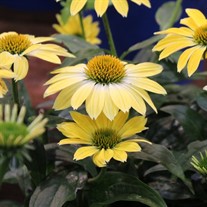 'Summer Solstice' Coneflower