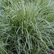 'Ice Dance' Carex Variegated Sedge