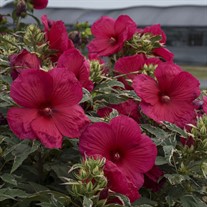 'Summer Carnival' Rose Mallow