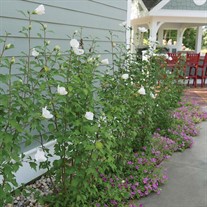 WHITE PILLAR® Rose of Sharon  HIbiscus