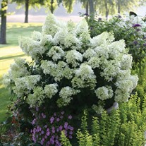 Hydrangea BOBO® - Panicle