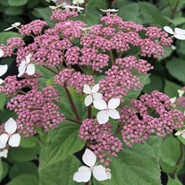 Invincibelle Lace™ Smooth hydrangea