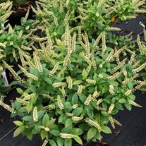 Fizzy Mizzy™ Sweetspire