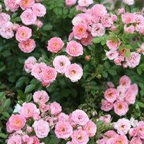 Oso Easy® Petit Pink Landscape Rose