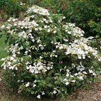 Steady Eddy™ Doublefile Viburnum