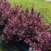 Very Fine Wine® Weigela florida