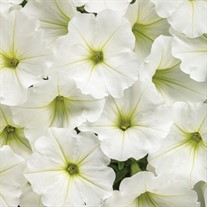 Supertunia Vista Snowdrift Petunia hybrid