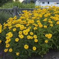 'Summer Sun' Heliopsis False Sunflower