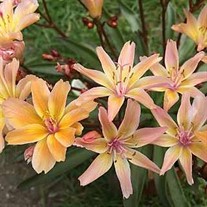 Little Peach Lewisia