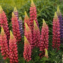 Red Popsicle Lupinus