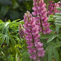 Pink Popsicle Lupine