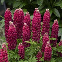 MINI GALLERY Red Lupinus
