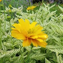 Heliopsis 'Double Sunstruck'