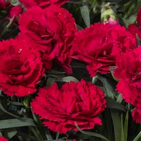 Dianthus Constant® Beauty Red