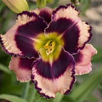 'Rock Solid' Daylily 