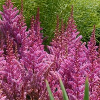 Astilbe c 'Maggie Daley'