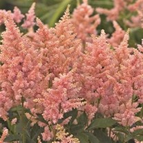 Astilbe 'Peach Blossom'