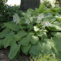 'T Rex' Hosta