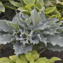 'Waterslide' SHADOWLAND® Collection Hosta