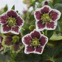 'Romantic Getaway' HONEYMOON Series Helleborus