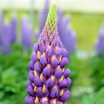 Lupinus Westcountry 'Magic Lantern'