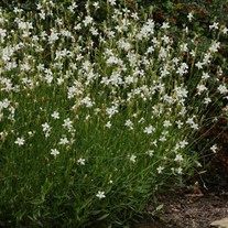 Belleza White Gaura