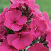 Phlox 'Younique Cerise'