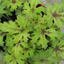 Tiarella 'Timbuktu'